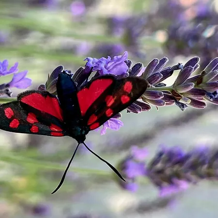 Chasa Stefania, Modernes Engadiner Haus Mit Wellness Und Sauna Σπίτι διακοπών Scuol