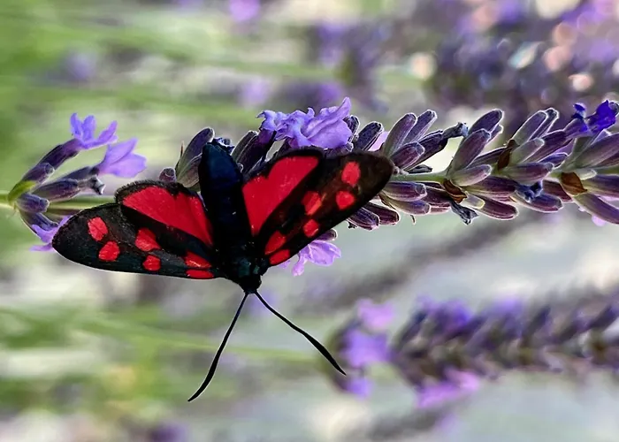Chasa Stefania, Modernes Engadiner Haus Mit Wellness Und Sauna Prázdninový dům Scuol
